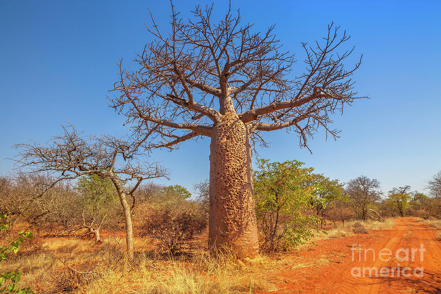 Baobab tree South Africa Photograph by Benny Marty