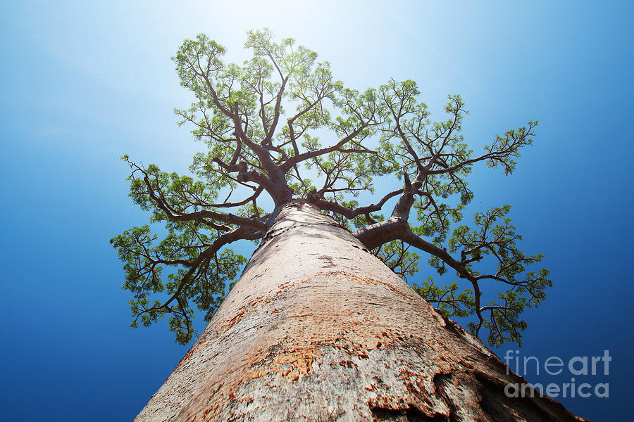 Big Photograph - Baobab Tree With Green Leaves On A Blue by Dudarev Mikhail Big Photograph - Baobab Tree With Green Leaves On A Blue by Dudarev Mikhail