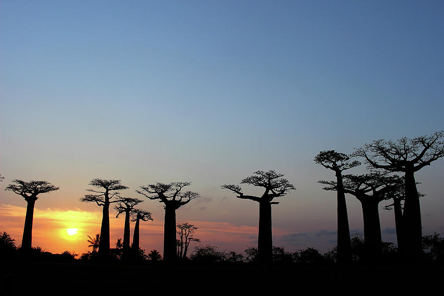 Baobab Trees Sunset 2 Photograph by Eric Pengelly