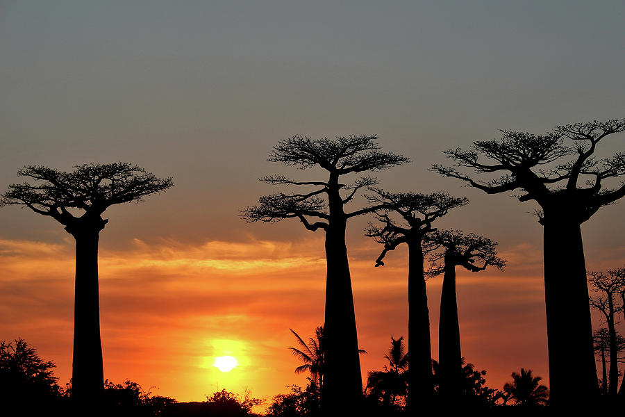 Baobab Trees in Sunset 3 Photograph by Eric Pengelly