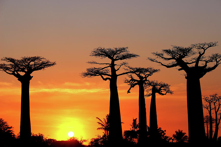 Baobab Trees in Sunset 4 Photograph by Eric Pengelly