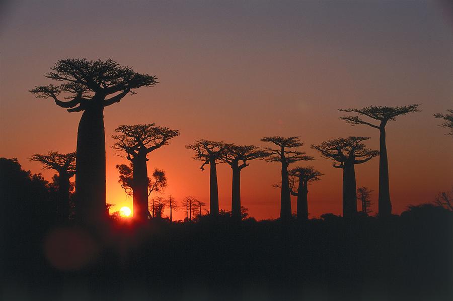 Baobab Trees, Madagascar Digital Art by Thomas Gruner