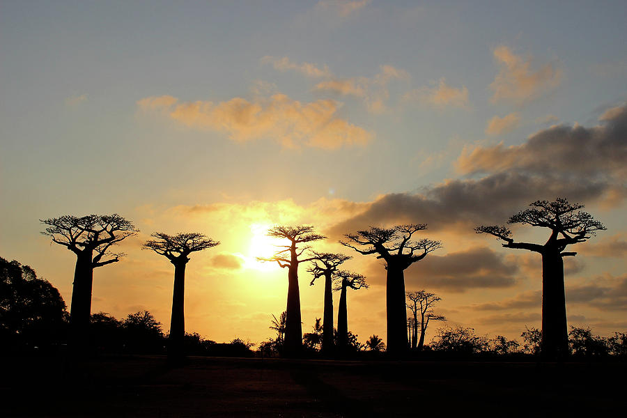 Baobab Trees Sunset Photograph by Eric Pengelly