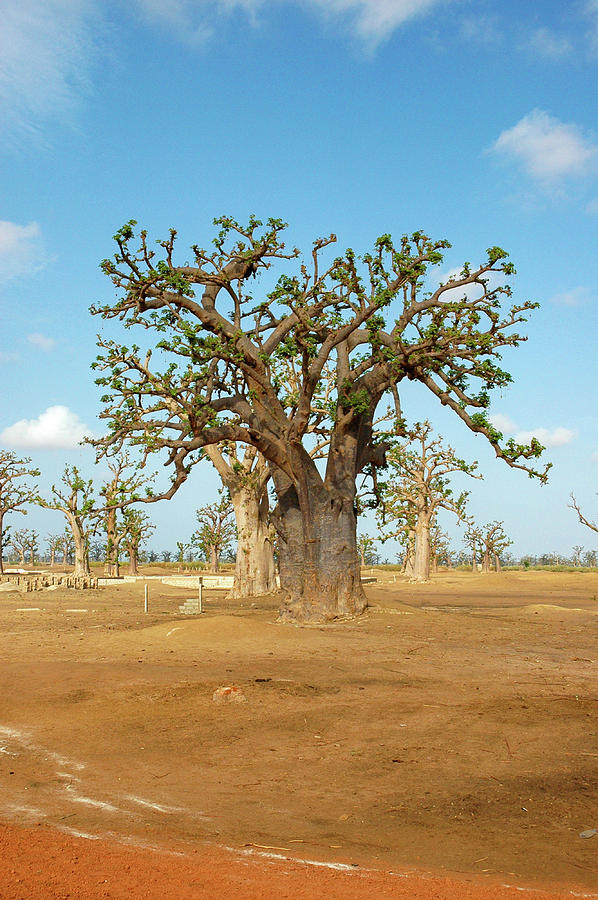 Baobab Trees, West Africa Photograph by Mark Duehmig