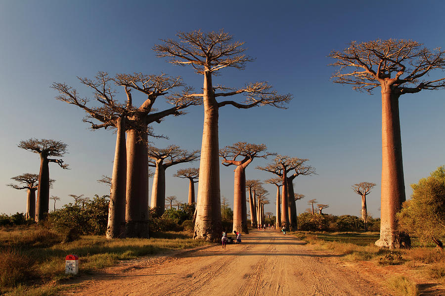 Baobabs Alley Photograph by Jlr