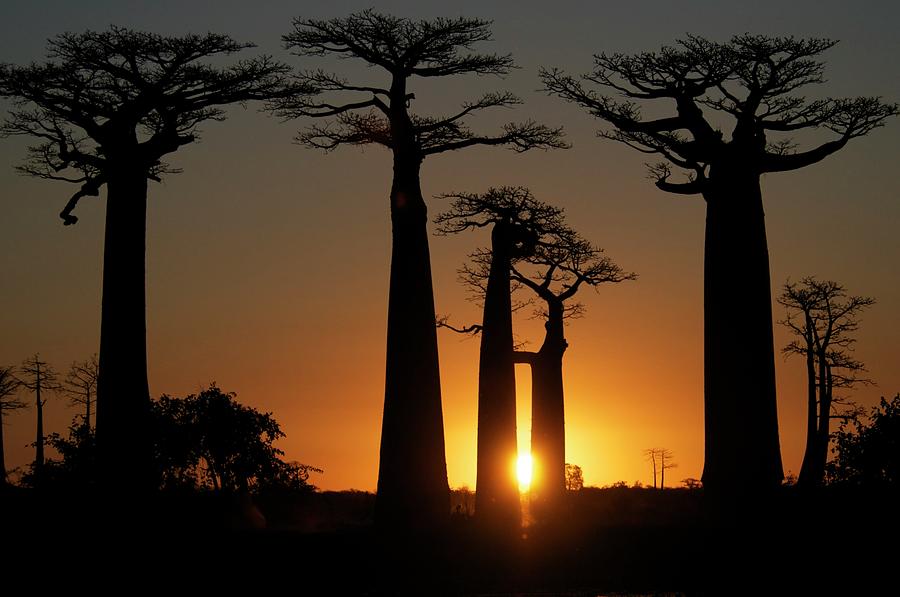Baobabs At Sundown Photograph by Trevor Cole Alternative Visions Photography