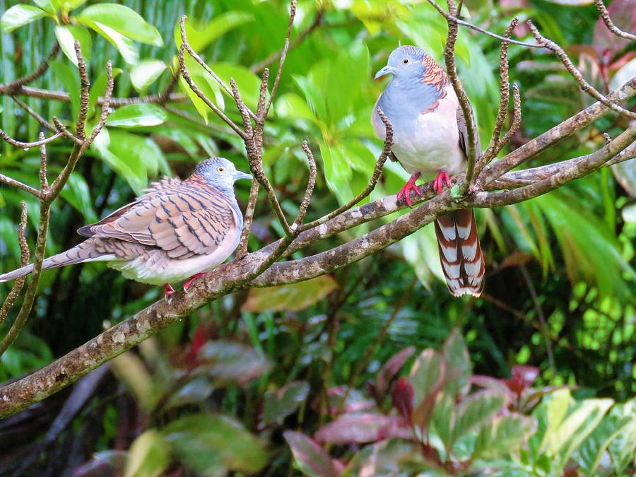 Bar-shouldered Dove Pair Photograph by Joan Stratton