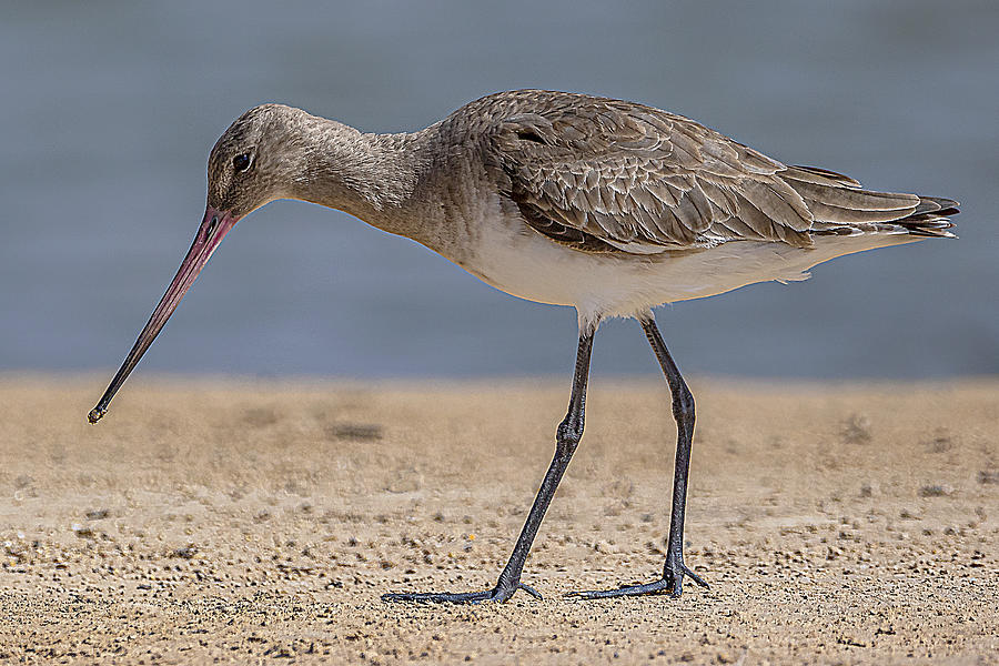 Bar-tailed Godwit Photograph by Dr. Eman Elghazzawy - Fine Art America