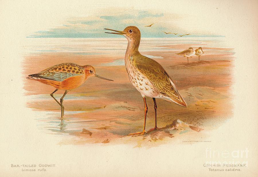 Bar-tailed Godwit Limosa Rufa, Common Drawing by Print Collector