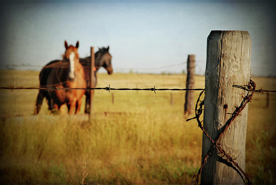 Barb Wire Fence And Two Horses Photograph by Photography By Harry Traeger