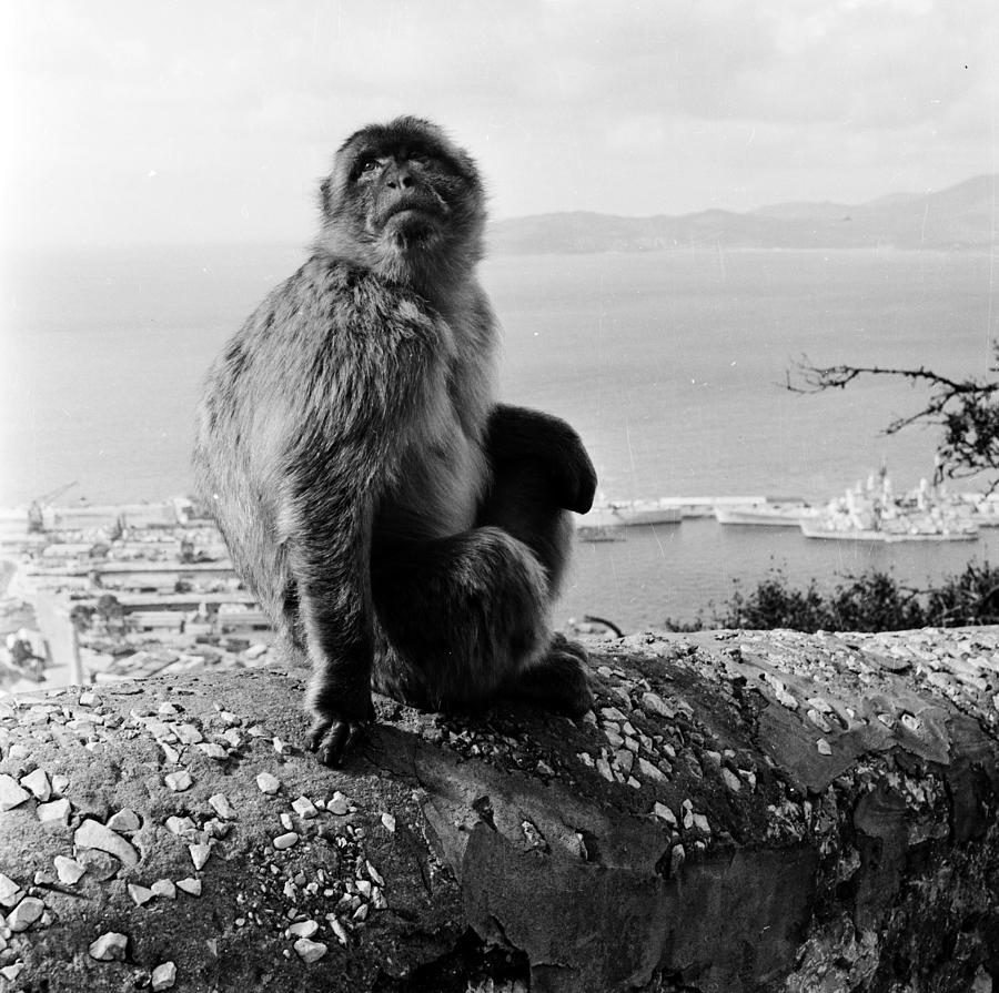 Barbary Ape Photograph by Bert Hardy