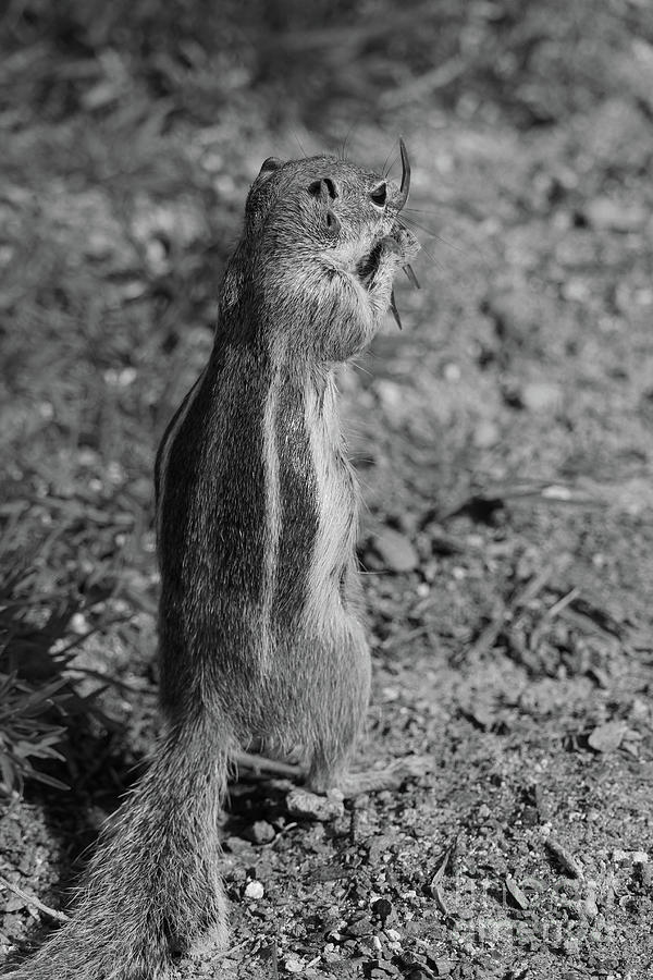 Barbary Ground Squirrel Morro Jable Bw Photograph