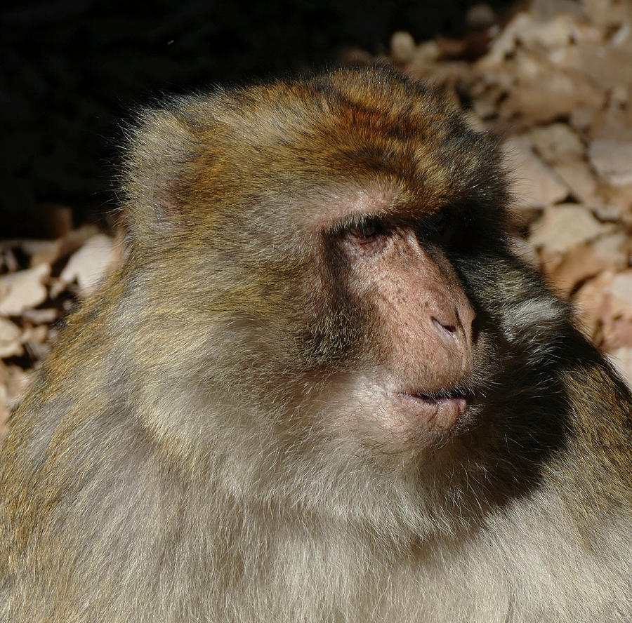 Barbary Macaque by the side of the highway Photograph by Steve Estvanik
