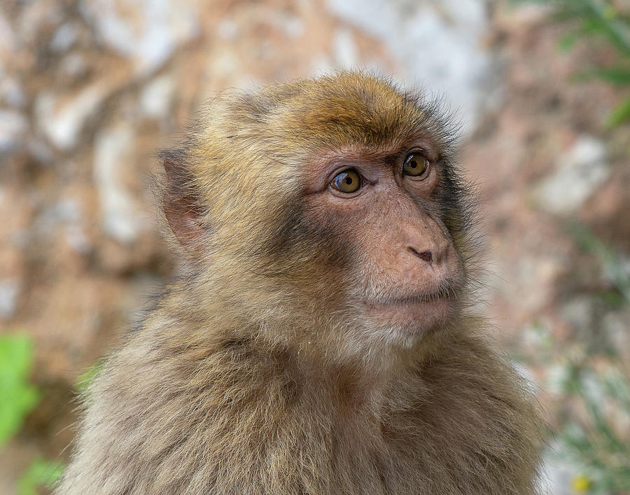 Barbary Macaque of Gibraltar Photograph by Douglas Wielfaert