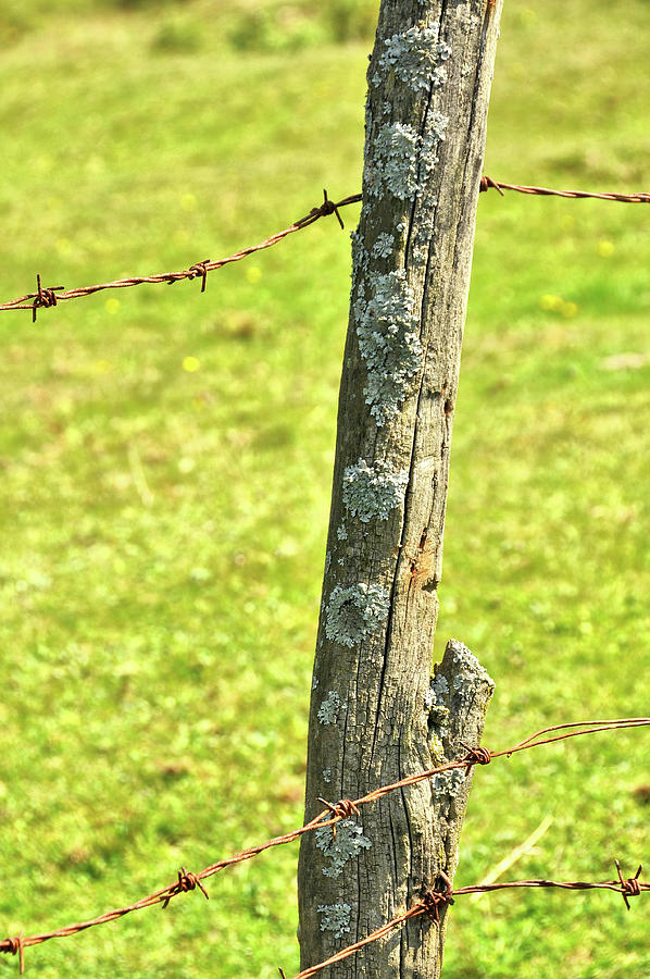 Barbed Fence Post Photograph by JAMART Photography