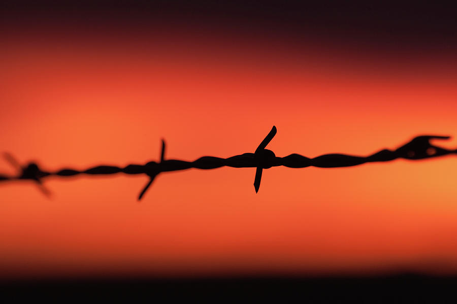 Objects Photograph - Barbed Wire by Dan Ballard