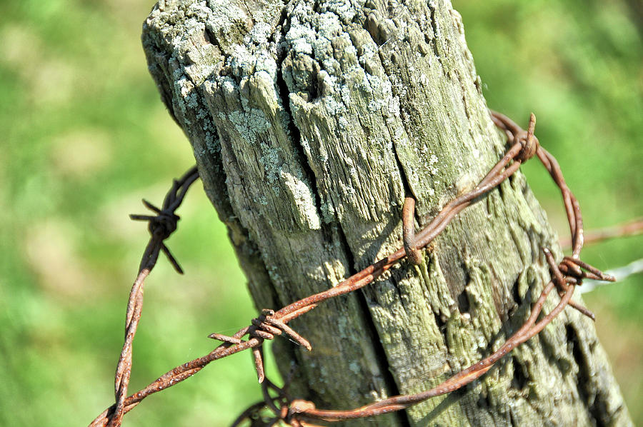 Flower Photograph - Barbed Wire by JAMART Photography