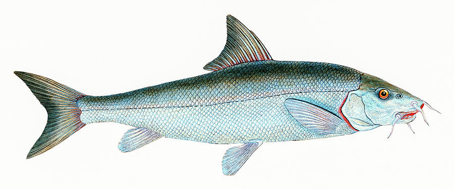 Barbel  Drawing by David Letts