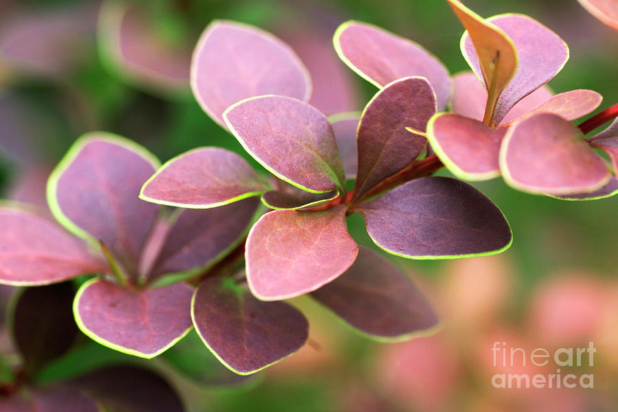 Nature Photograph - Barberry (berberis golden Ring) by Geoff Kidd/science Photo Library