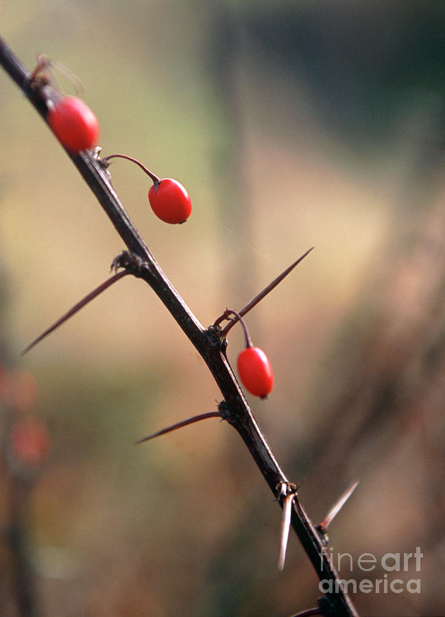 Nature Photograph - Barberry Fruit (berberis Sp.) by Rachel Warne/science Photo Library