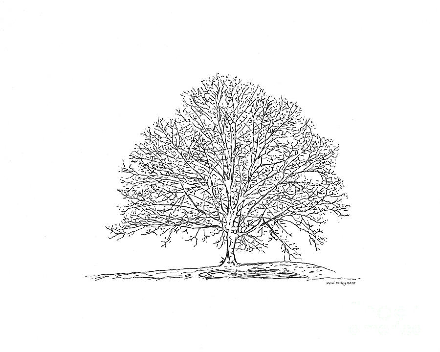 Bare Branches - A Pen and Ink Drawing  Drawing by Kerri Farley