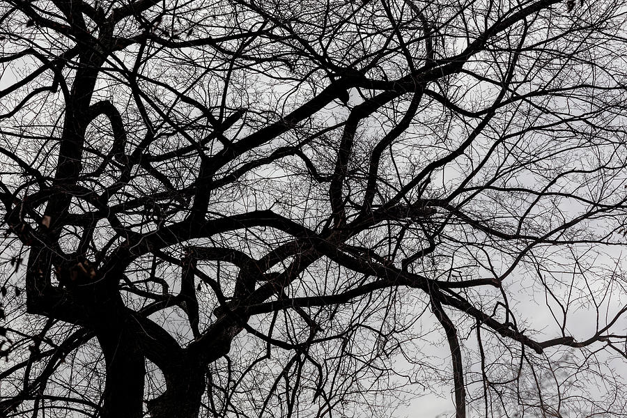 Bare Branches Photograph by Robert Ullmann
