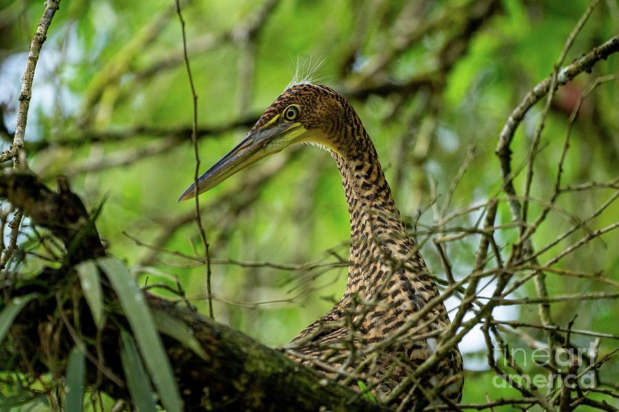 Heron Photograph - Bare-throated Tiger-heron by Photostock-israel/science Photo Library