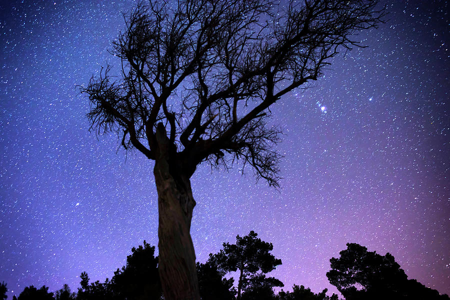 Bare Tree Against Starry Sky By Night Photograph by Gm Stock Films