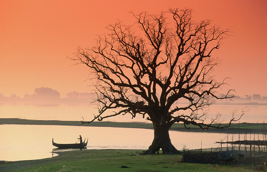Bare Tree And Boat On Edge Of Photograph by Anders Blomqvist
