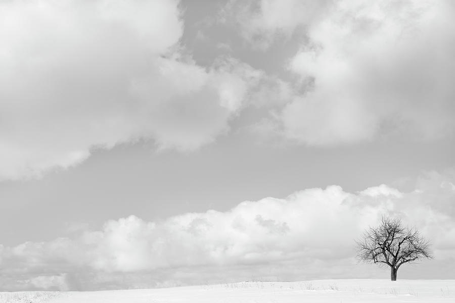 Winter Photograph - Bare Tree And Clouds In Snowy Landscape by Chris Clor