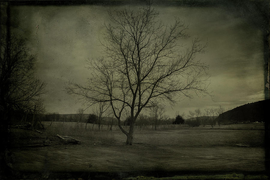 Bare Tree In A Pasture Photograph by Win-initiative Bare Tree In A Pasture Photograph by Win-initiative