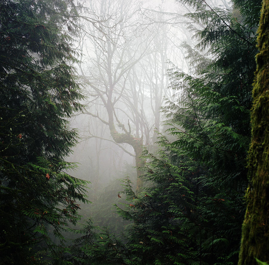 Bare Tree Seen Through Forest Of Photograph by Danielle D. Hughson