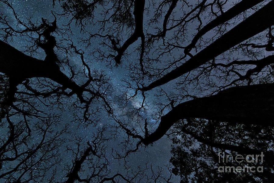 Bare Tree Tops Against Sky At Night Photograph by Tomas Brugger