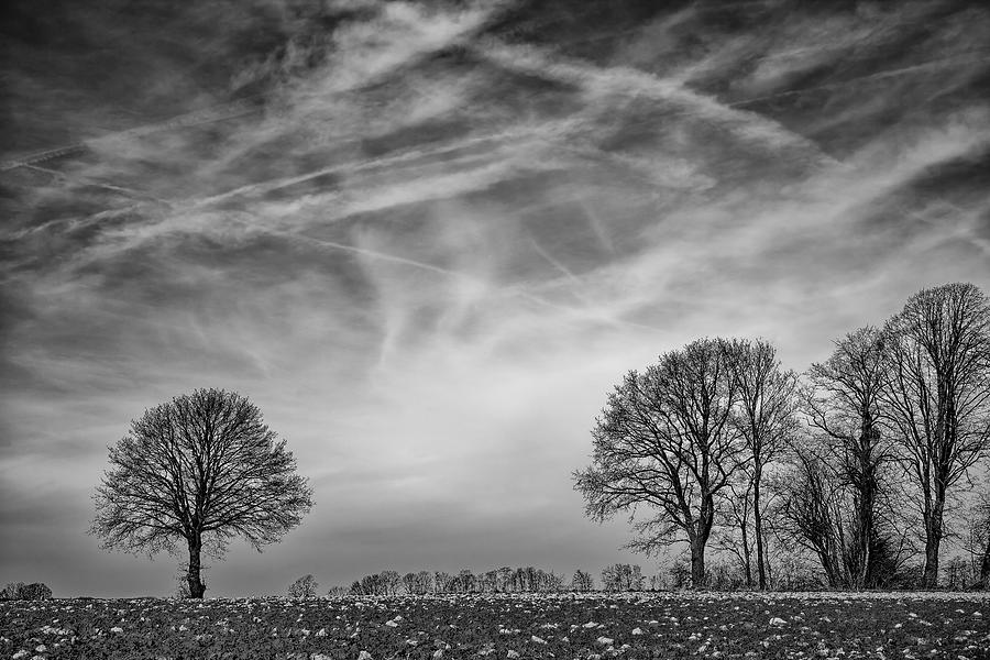 Bare Trees .. Photograph by Christian Delvaux