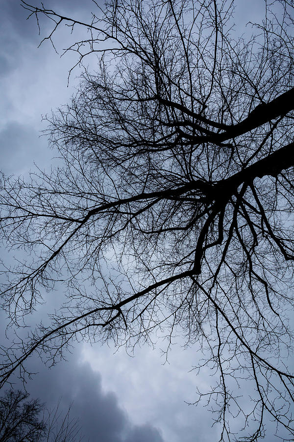Bare Trees Clouds and SKy Photograph by Robert Ullmann