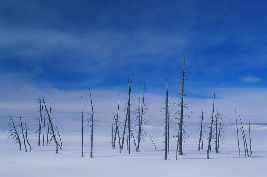 Bare Trees In Deep Snow Photograph by Gail Shumway