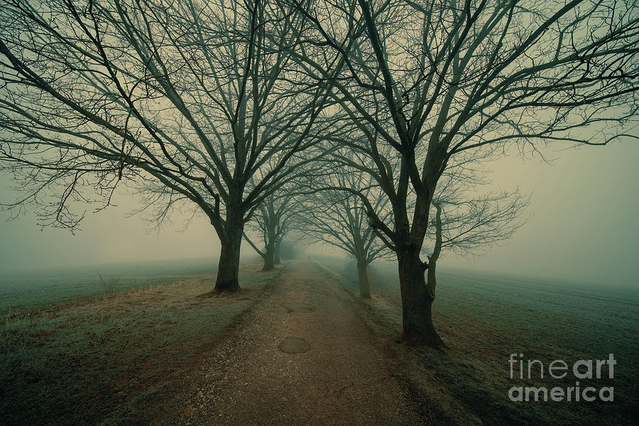 Bare Trees In Fog Photograph by Wladimir Bulgar/science Photo Library