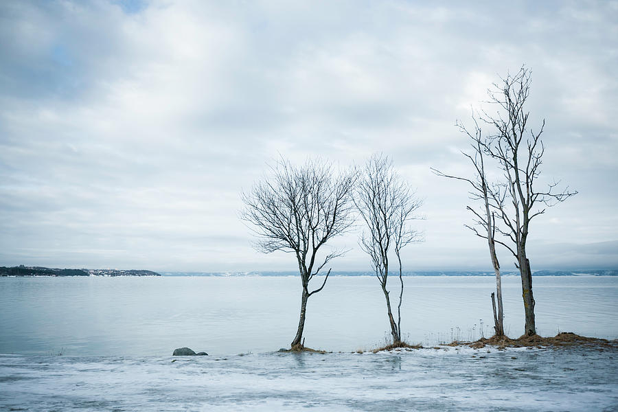 Bare Trees In Winter Landscape Photograph by Elin Enger