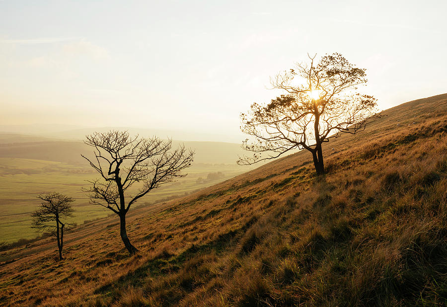 Nature Digital Art - Bare Trees On Hillside, Mam Tor, Peak District, Derbyshire, England, Uk by Ben Pipe Photography