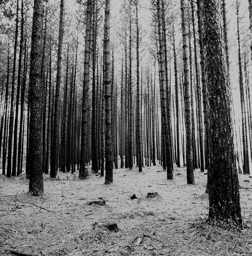 Bare Trees Photograph by Robert Natkin