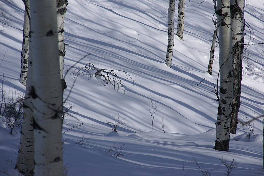 Bare white aspens and shadows   Photograph by Steve Estvanik