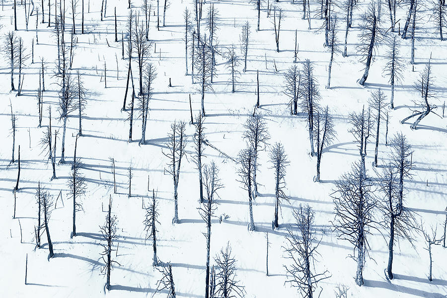 Bared Trees And Their Shadows Photograph by Mei Xu
