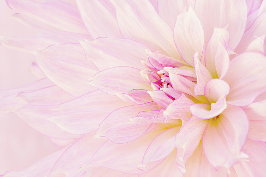 Barely There Dahlia Photograph by Mary Jo Allen