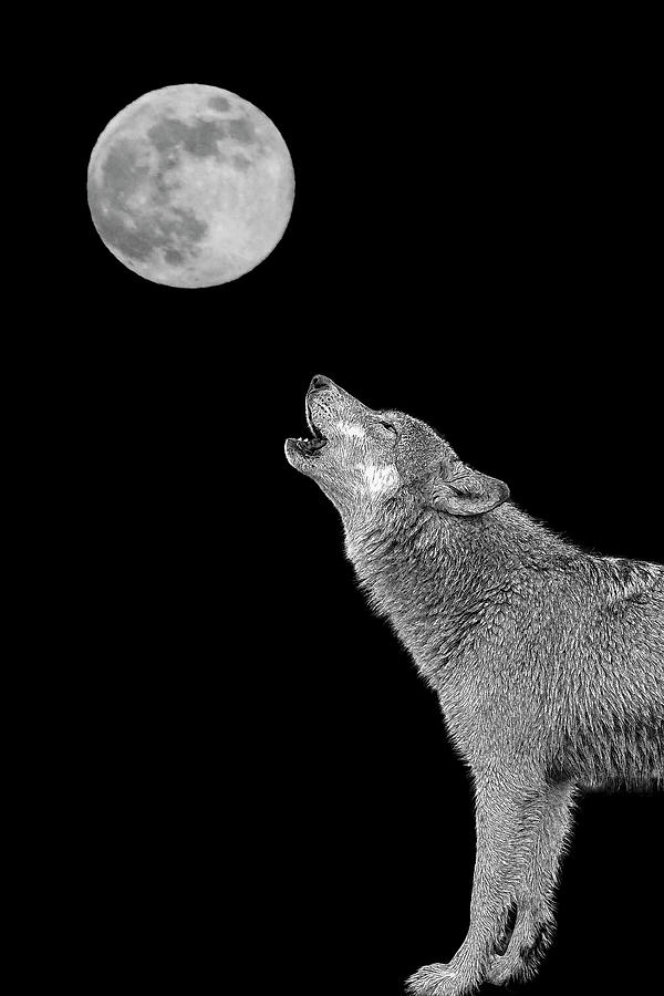Bark at the moon - paintography Photograph by Dan Friend