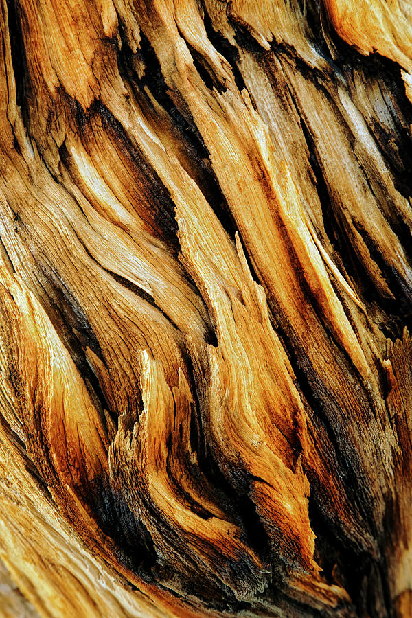 Great Basin National Park Photograph - Bark Close-up Of Ancient Bristlecone by Adam Jones