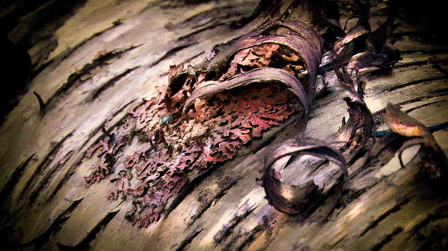 Bark Curl 002 by David Brookwell Bark Curl 002 by David Brookwell