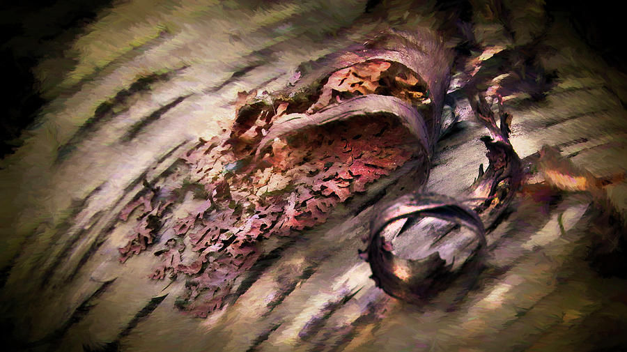 bark curl 003 by David Brookwell bark curl 003 by David Brookwell