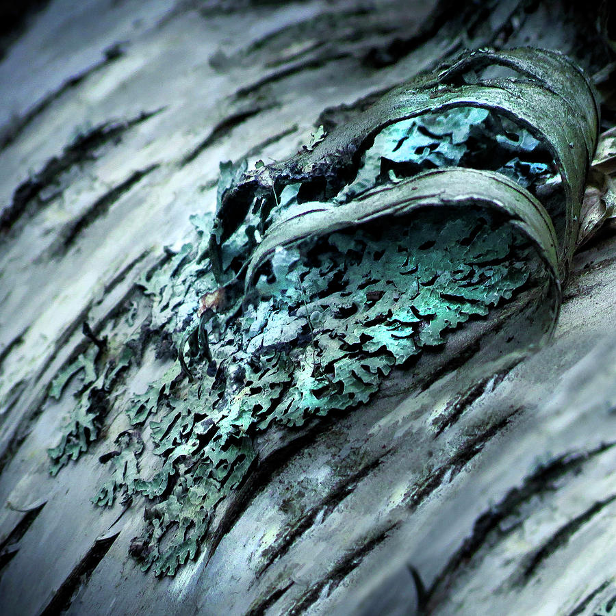 bark curl 4 by David Brookwell bark curl 4 by David Brookwell