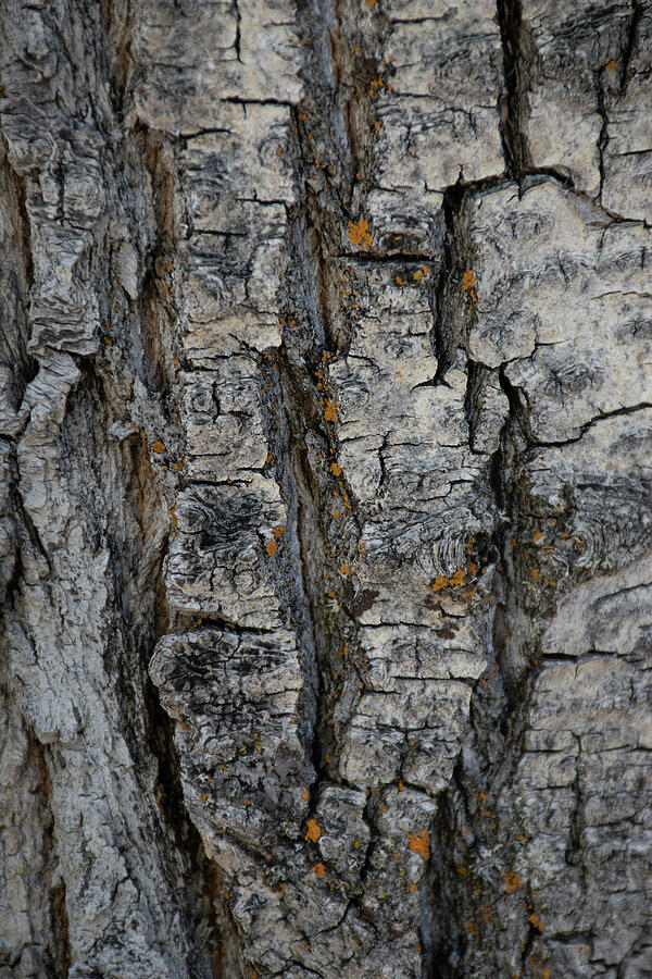 Grand Teton National Park Photograph - Bark Of Balsam Poplar Tree, Lunch Tree by Roddy Scheer