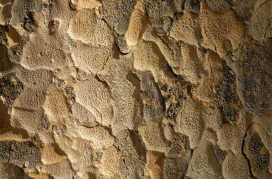 Honolulu Photograph - Bark Of Kauri Tree by Piccell